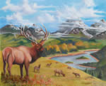 Elk herd